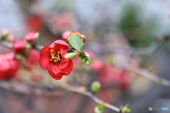 街に咲く花