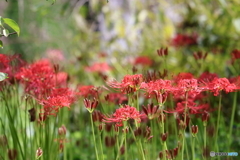 郷土の森