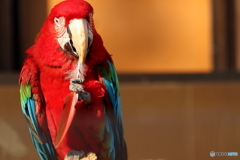 多摩動物公園