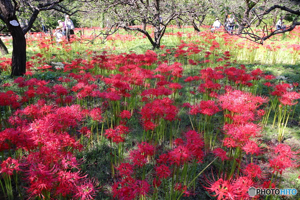 郷土の森