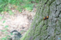 神代植物公園