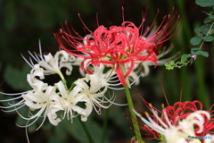 郷土の森