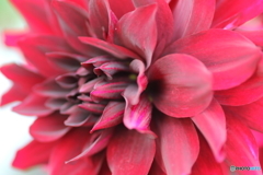 街に咲く花