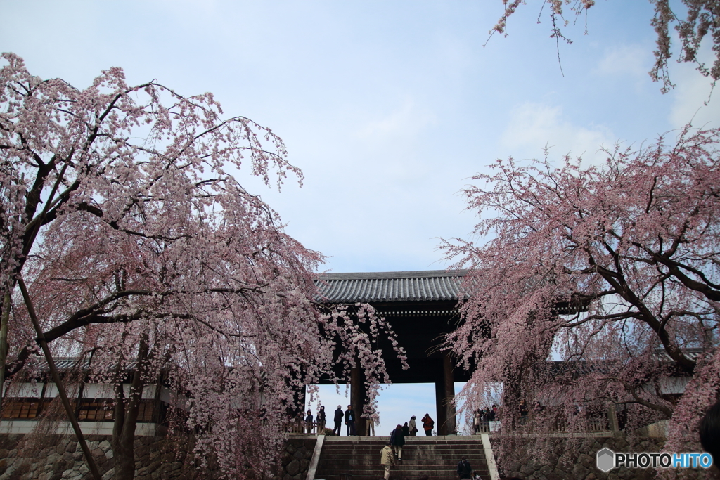 枝垂桜