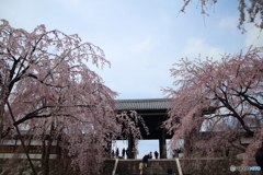 枝垂桜