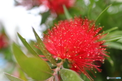 街に咲く花