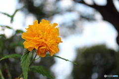 街に咲く花