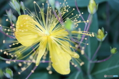 街に咲く花