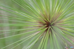 神代植物公園