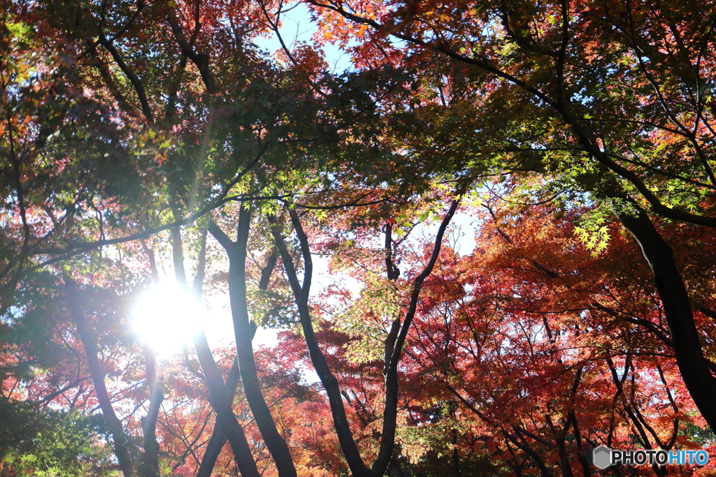 北の丸公園