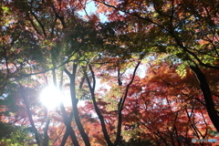 北の丸公園