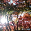 北の丸公園