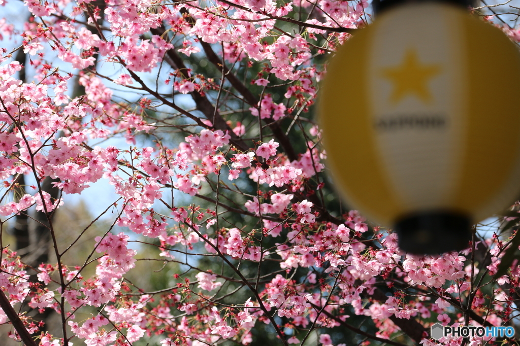 桜