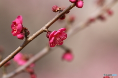 郷土の森