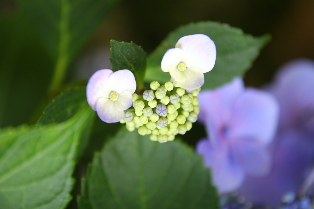紫陽花