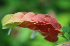 植物園の花