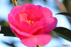 街に咲く花
