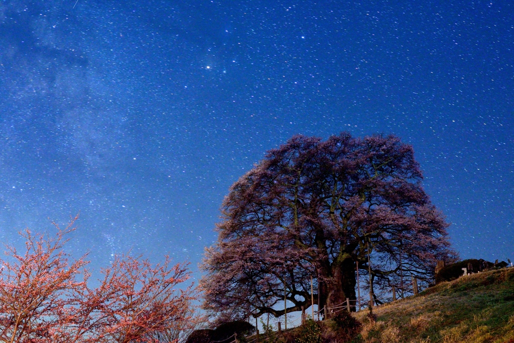 醍醐桜