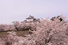 鶴山公園