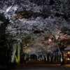 凱旋桜2