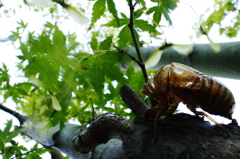 夏の置きみやげ