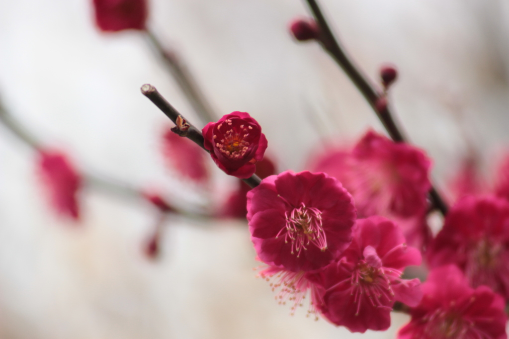 紅梅