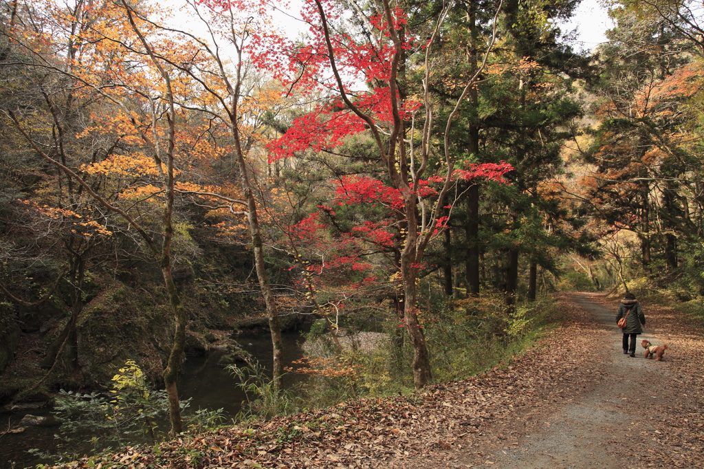 紅葉を過ぎて