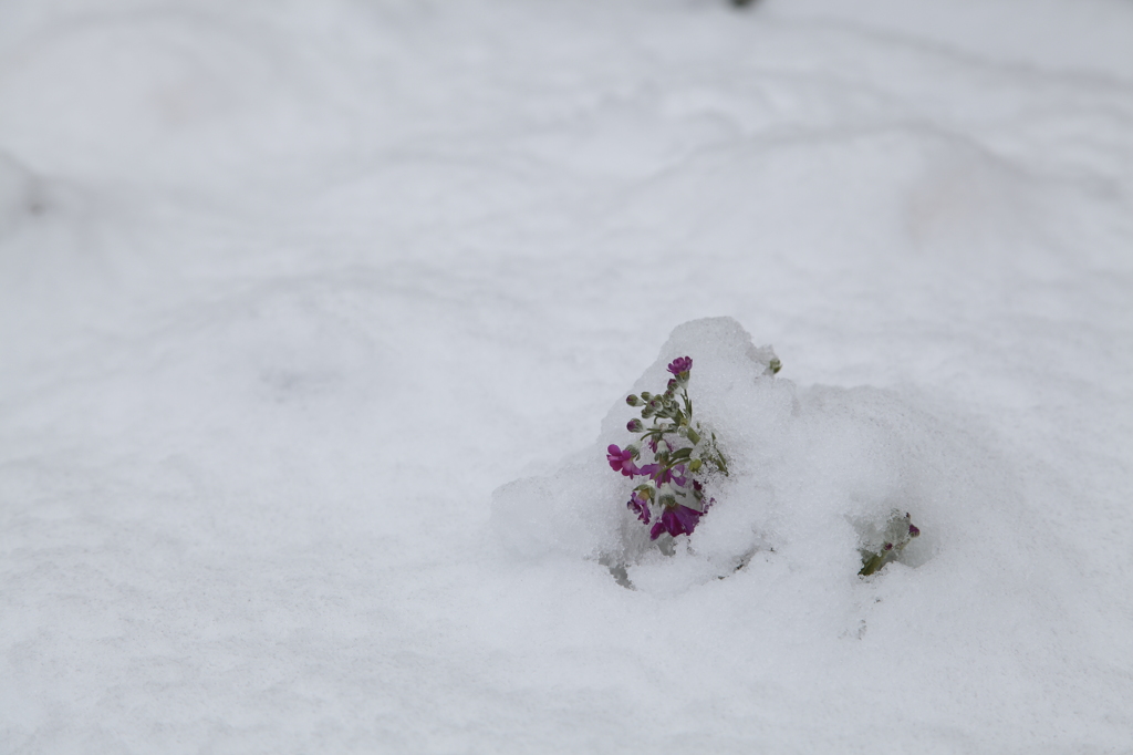 雪に咲く花
