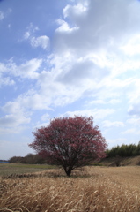 紅梅