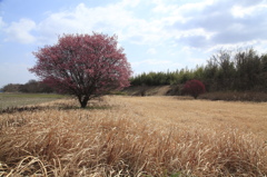 紅梅Ⅱ