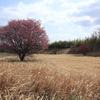紅梅Ⅱ