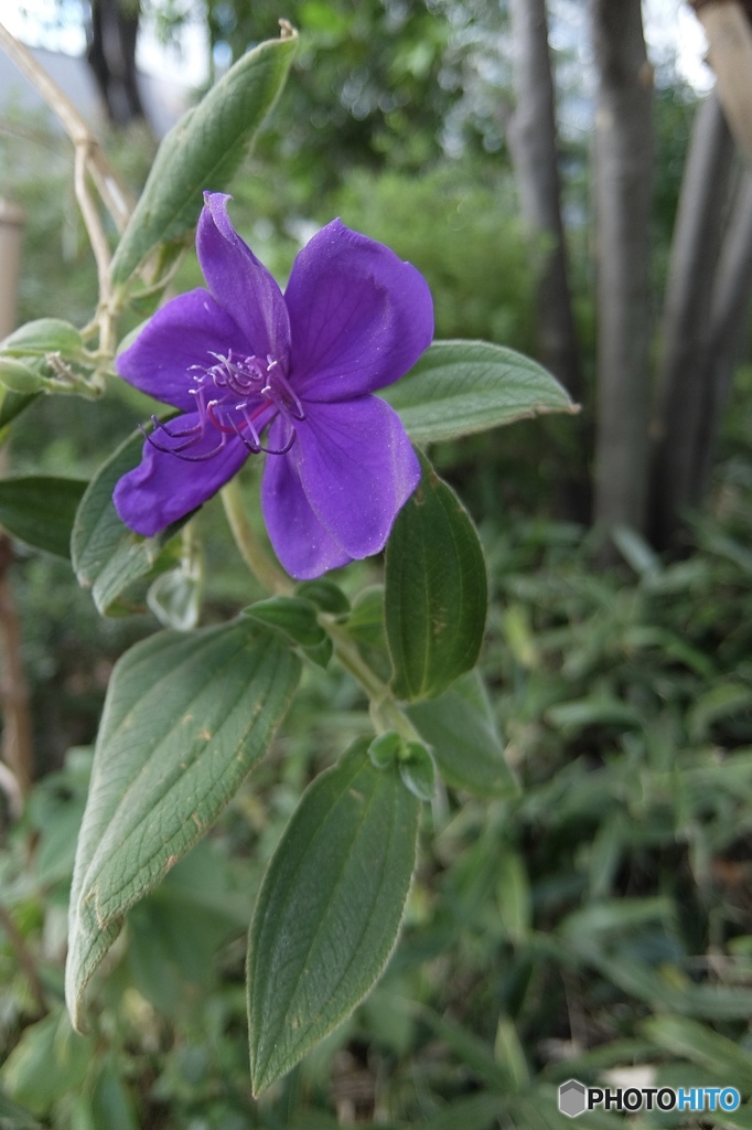 Nameless flowers