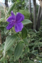 Nameless flowers
