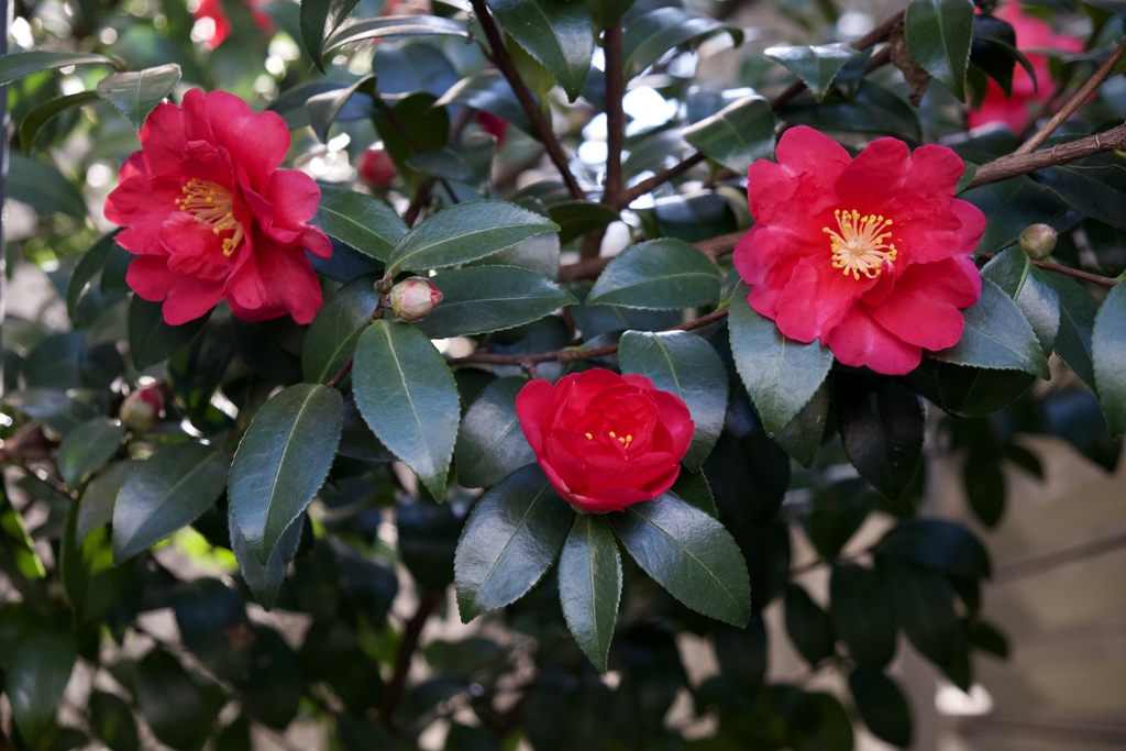 母親、嫁、子供