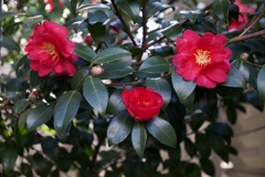 母親、嫁、子供