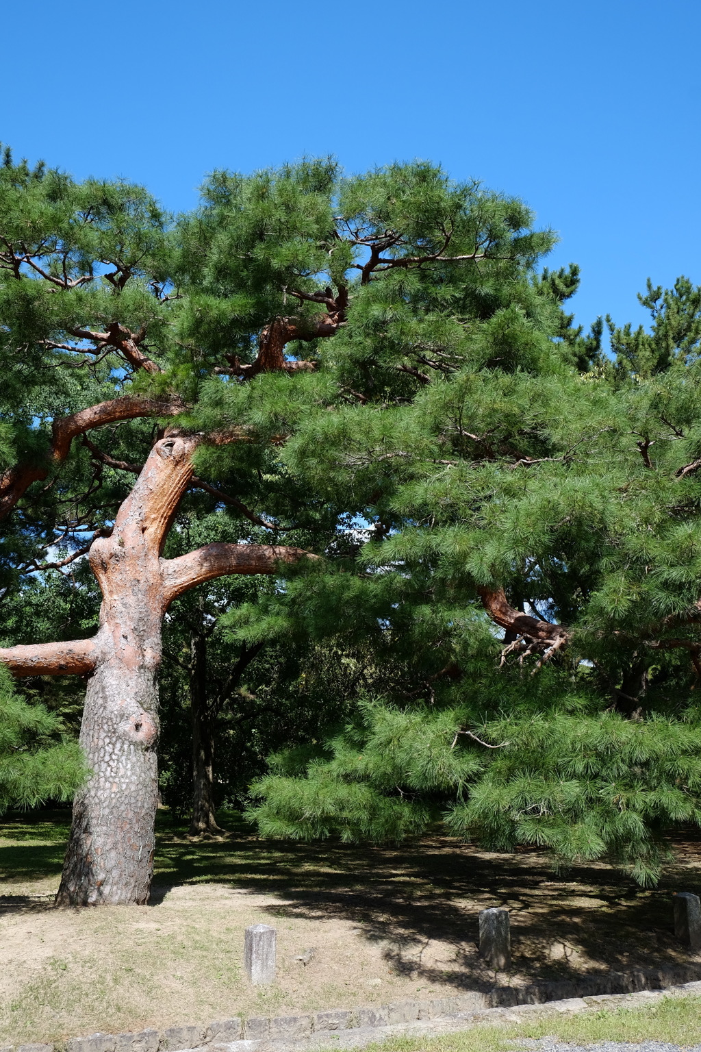 京都御所の赤松