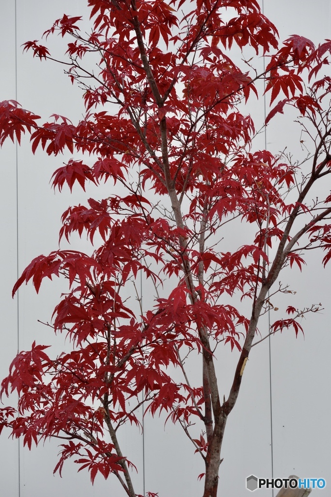 紅色
