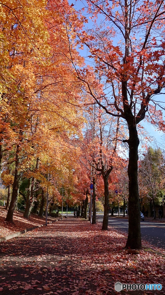 三色彩道の紅葉