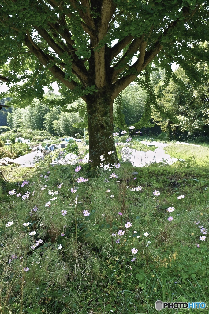 木の下をコスモスが蝶のように舞う・・