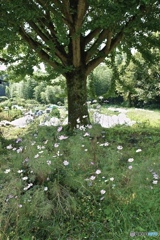 木の下をコスモスが蝶のように舞う・・