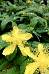 雨と植物 雨と植物