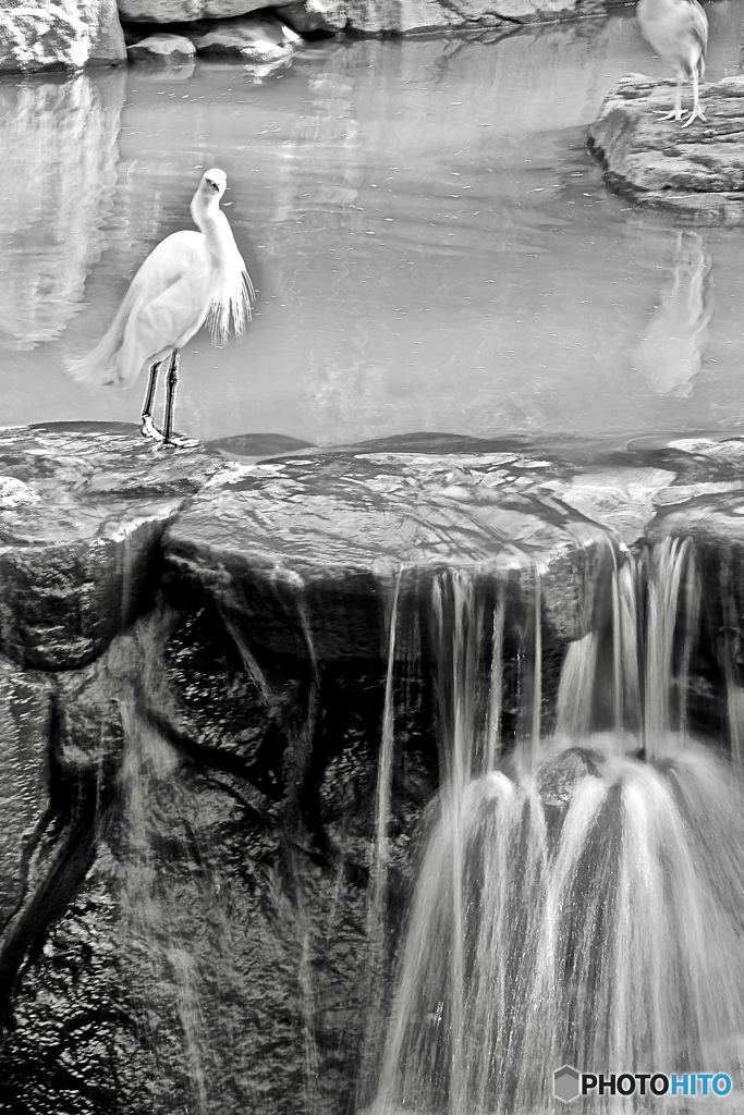 animal シリーズ　2