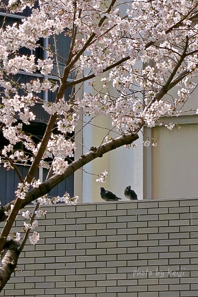 お花見気分・・^ ^