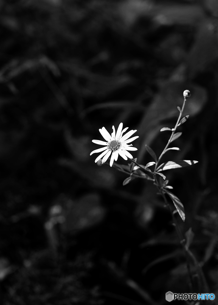 道端に咲く小さな花