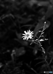 道端に咲く小さな花