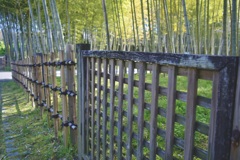 Bamboo  bush