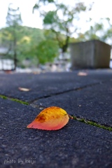 落ち葉の色づき