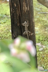 ヤモリ君、フリーズ状態・・ ^ ^