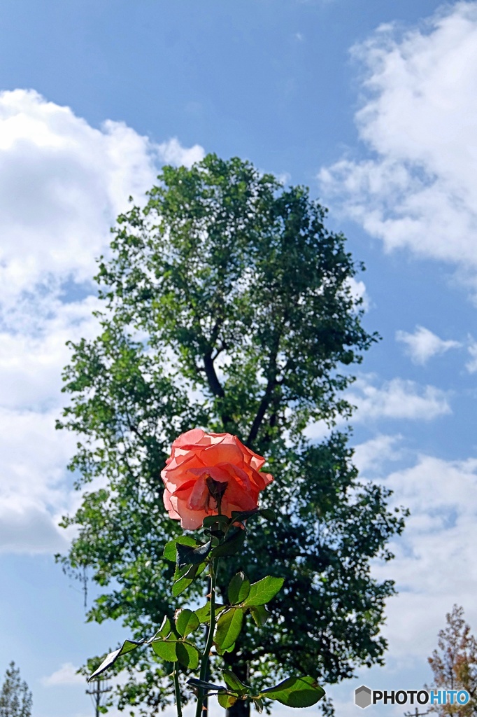 一輪の花