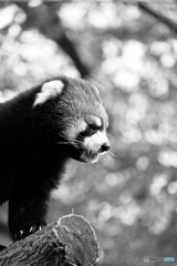 animal シリーズ 1